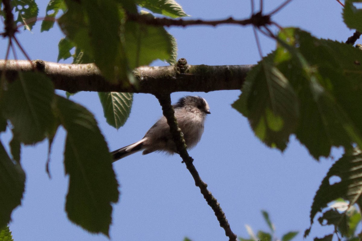 Long-tailed Tit - ML176255581