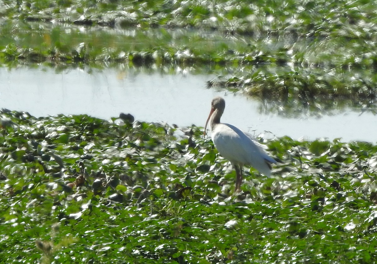 White Ibis - Ariadna Tobon