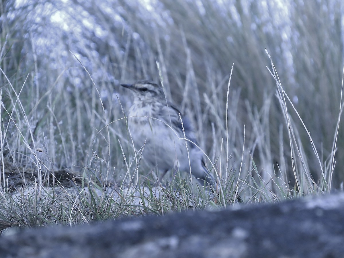 New Zealand Pipit - ML176257861