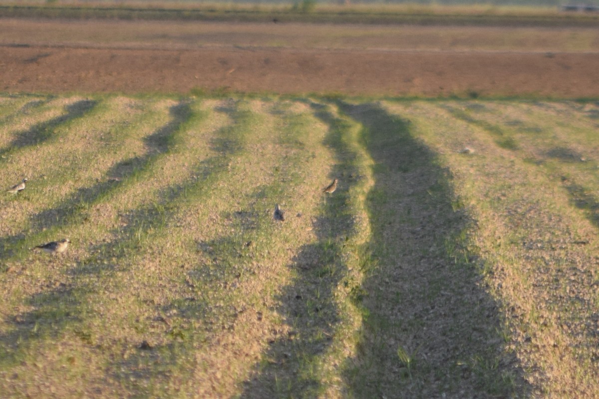 American Golden-Plover - ML176259071