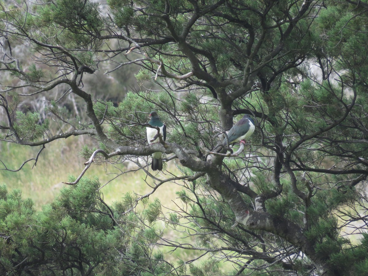 New Zealand Pigeon - ML176259361