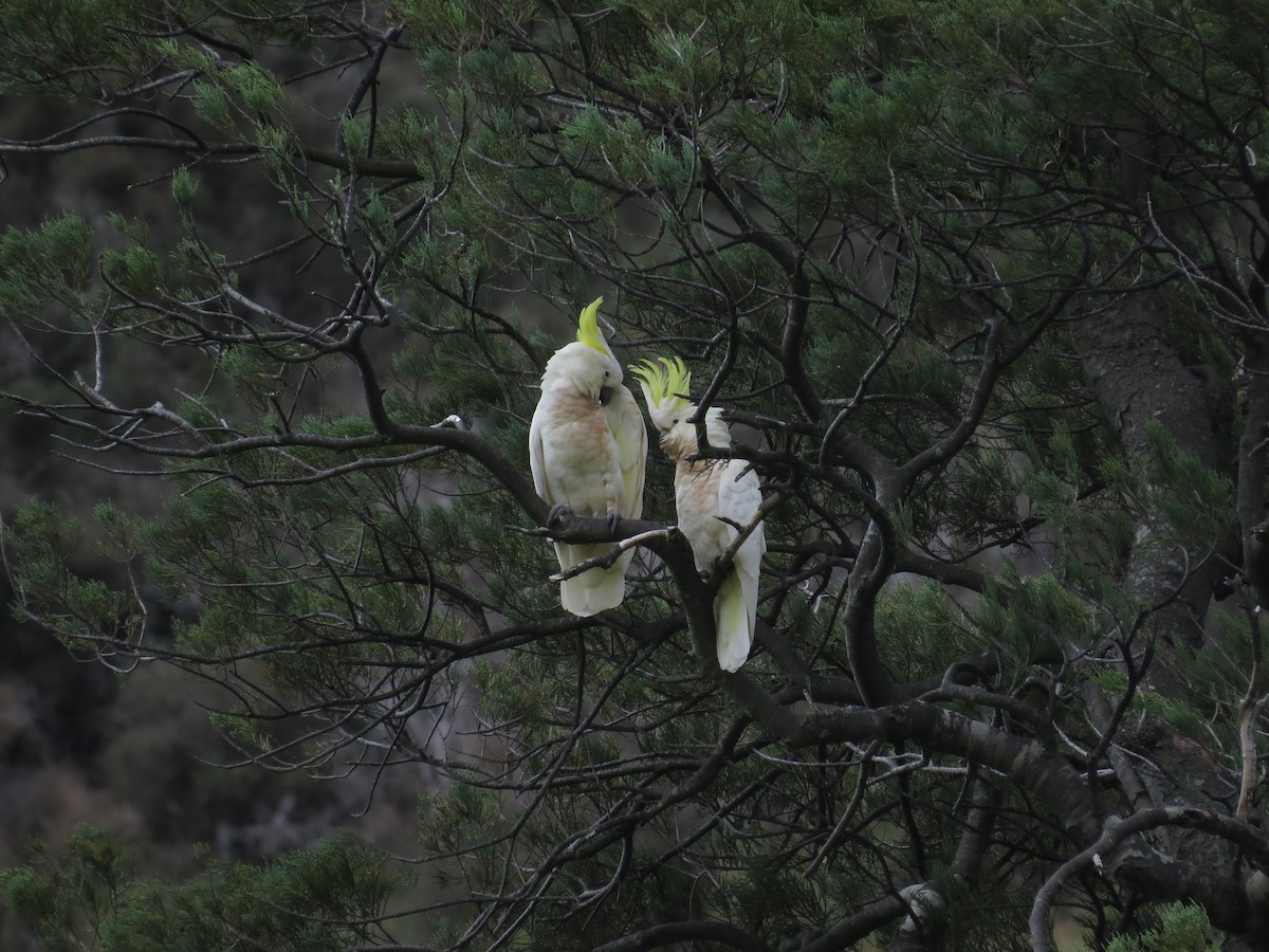 Cacatoès à huppe jaune - ML176259381