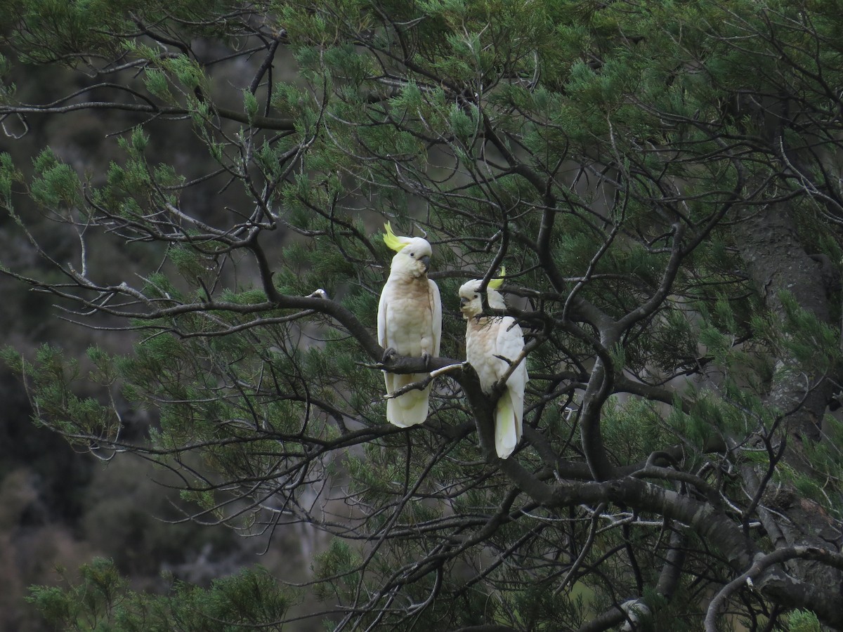 Sulphur-crested Cockatoo - ML176259401