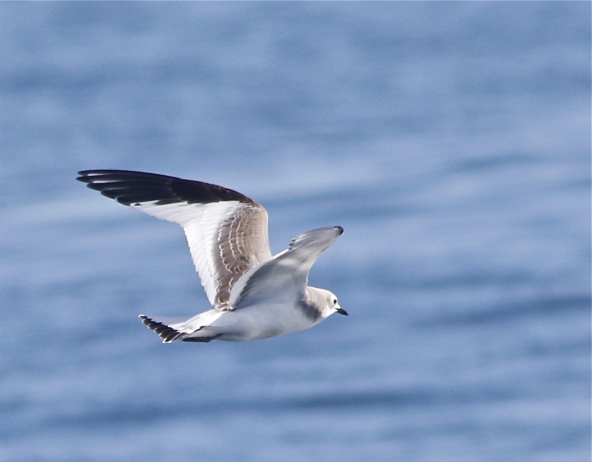 Mouette de Sabine - ML176262841