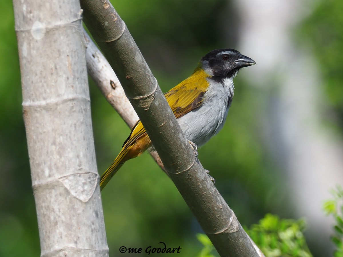 Black-headed Saltator - Mary Goodart