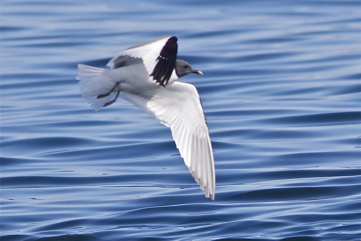 Mouette de Sabine - ML176263491