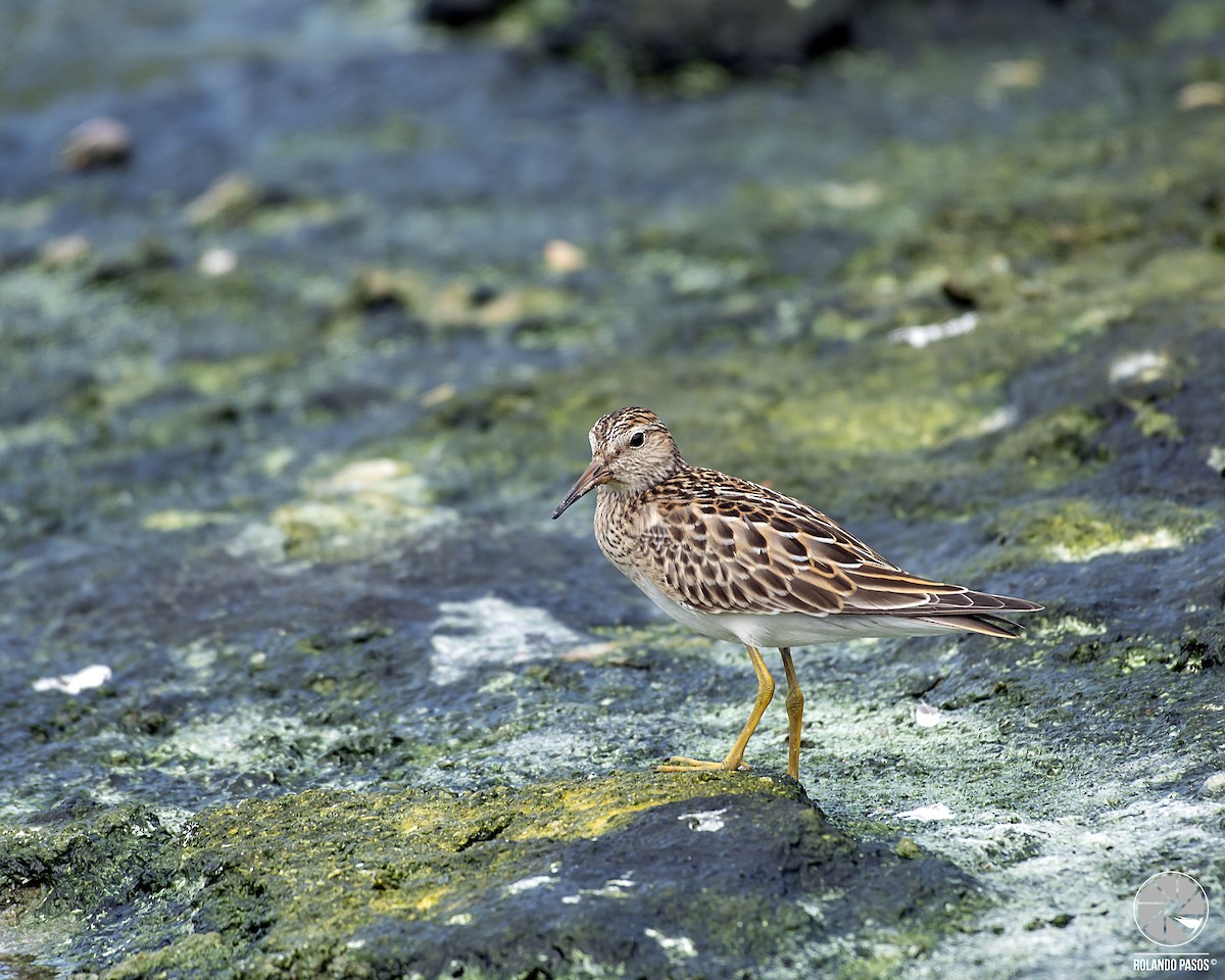 Pectoral Sandpiper - Rolando Tomas Pasos Pérez