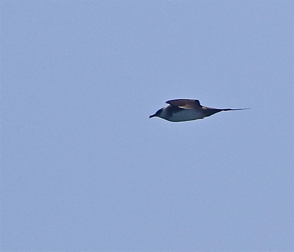 Parasitic Jaeger - Don Roberson