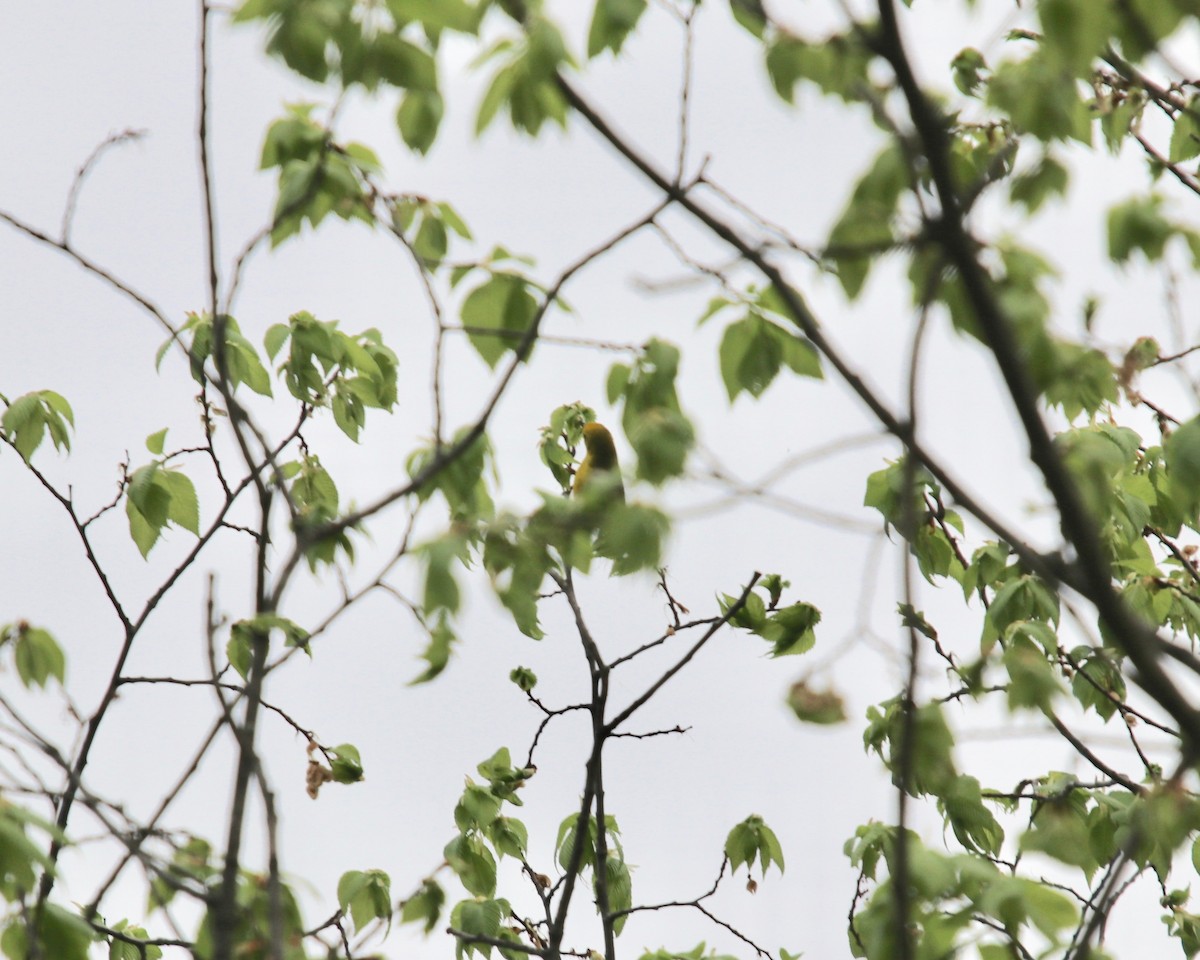 Blue-winged Warbler - ML176264101