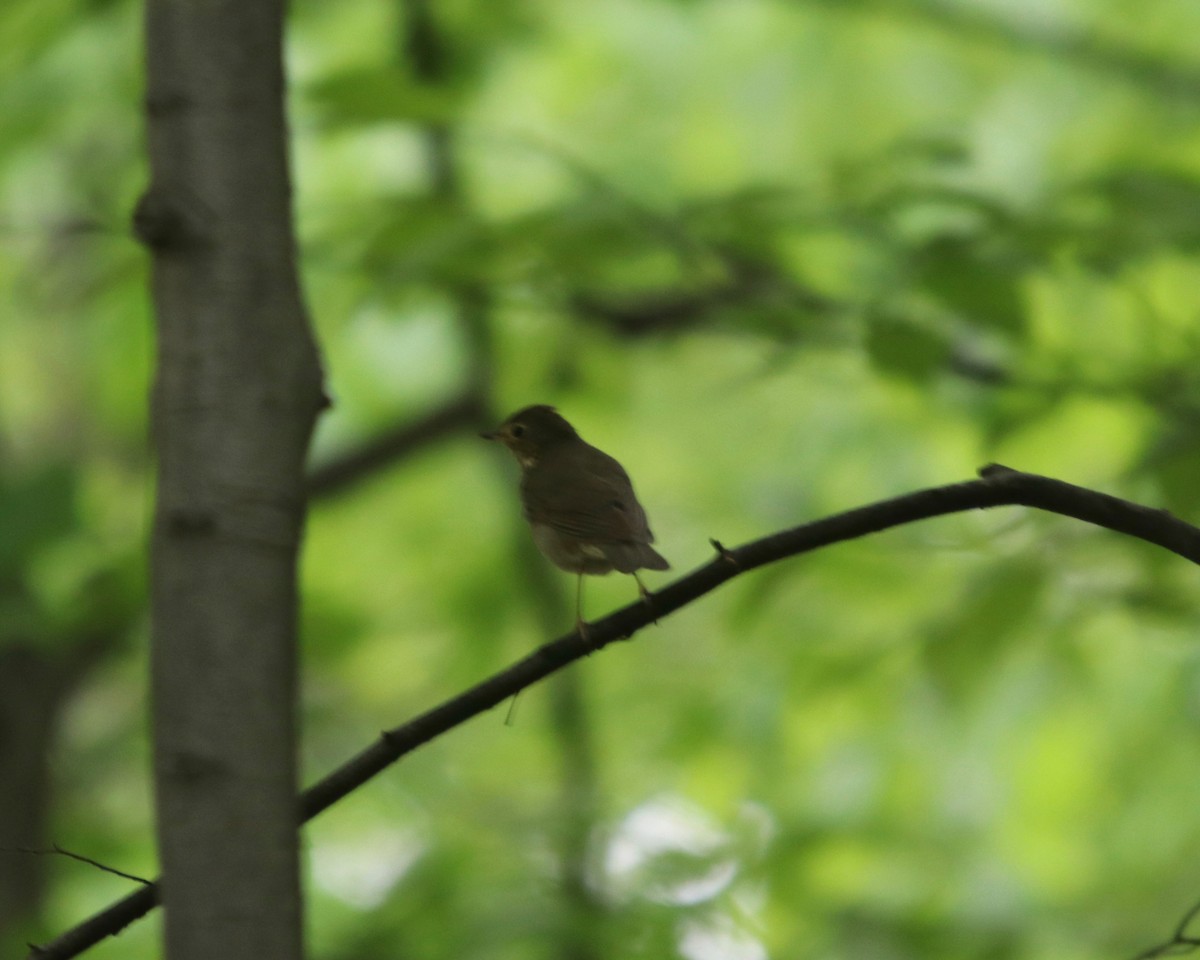 Swainson's Thrush - ML176264891