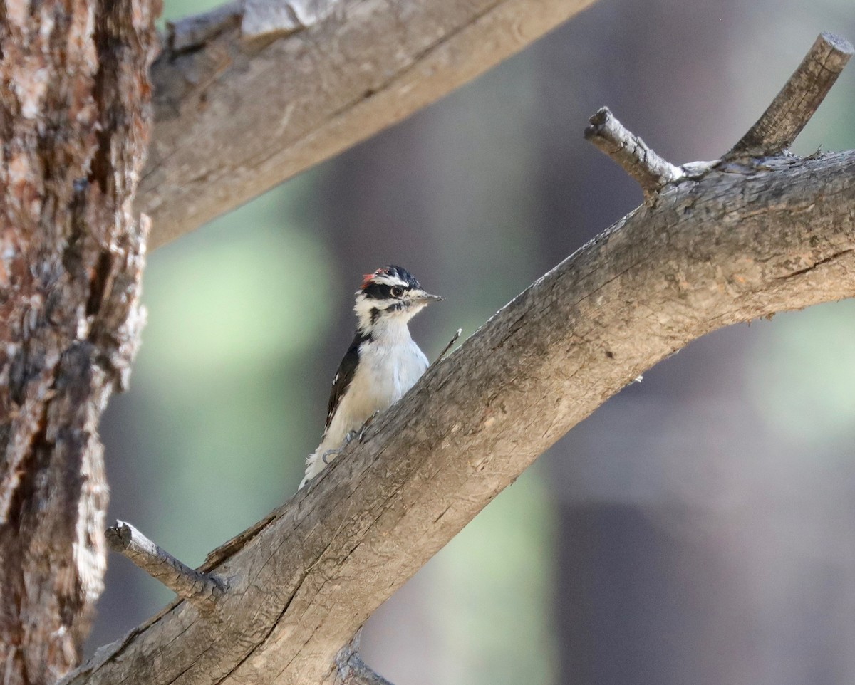 Downy Woodpecker - ML176266761