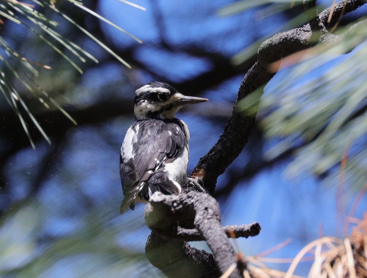 Hairy Woodpecker - ML176267401