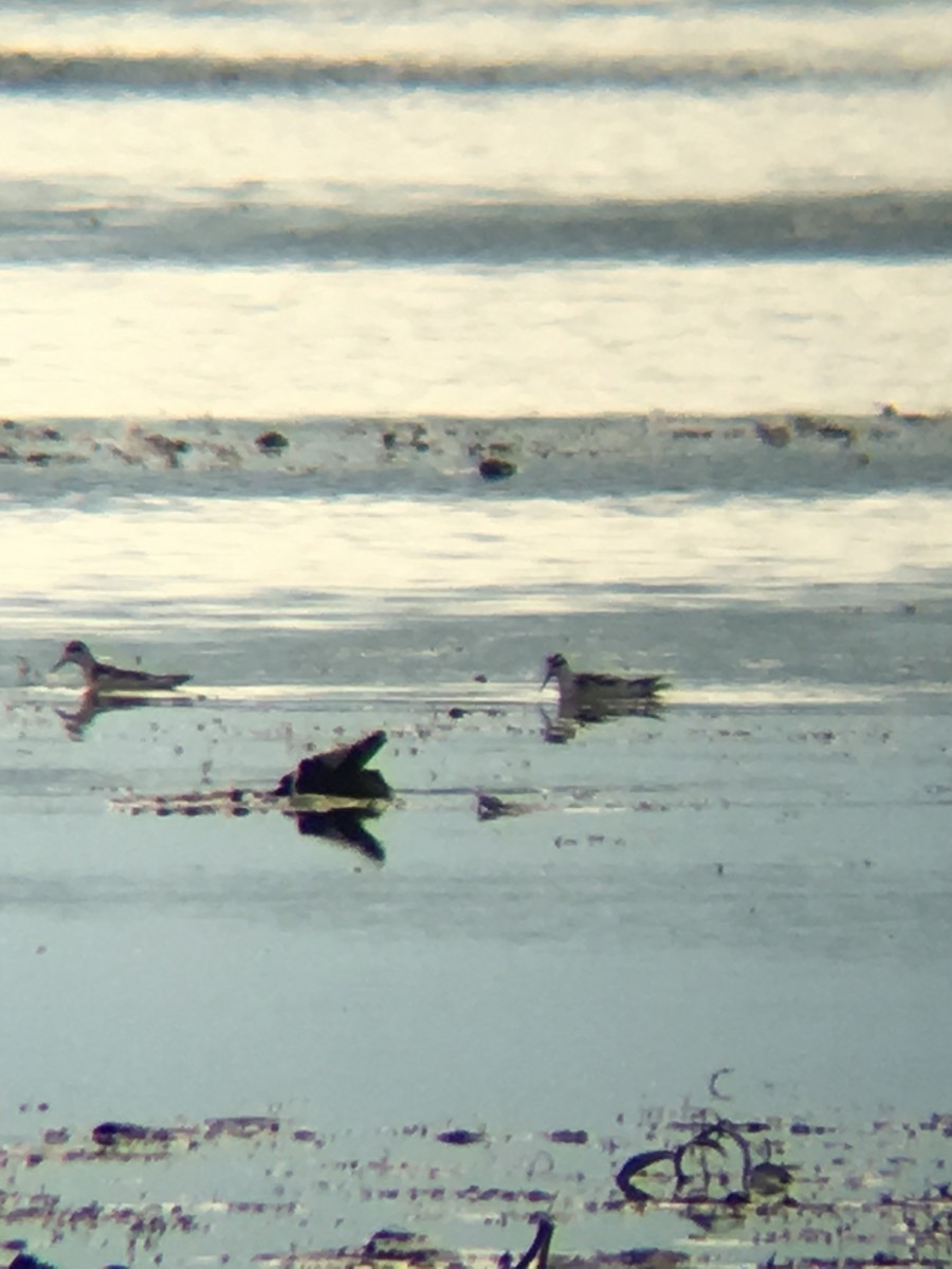 Phalarope à bec étroit - ML176267731