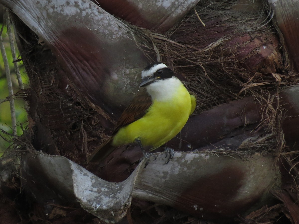 Great Kiskadee - Michael David