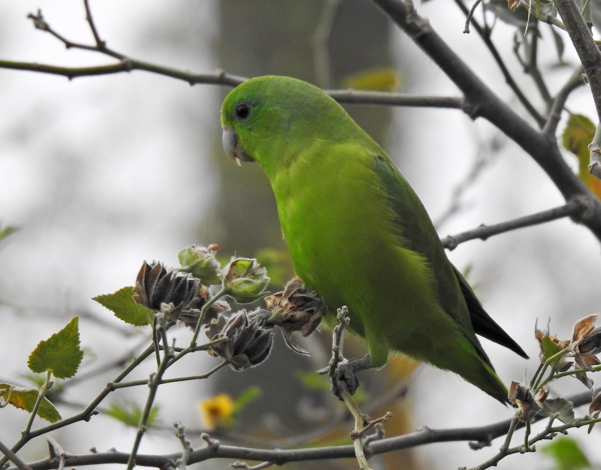 Cobalt-rumped Parrotlet - ML176271621