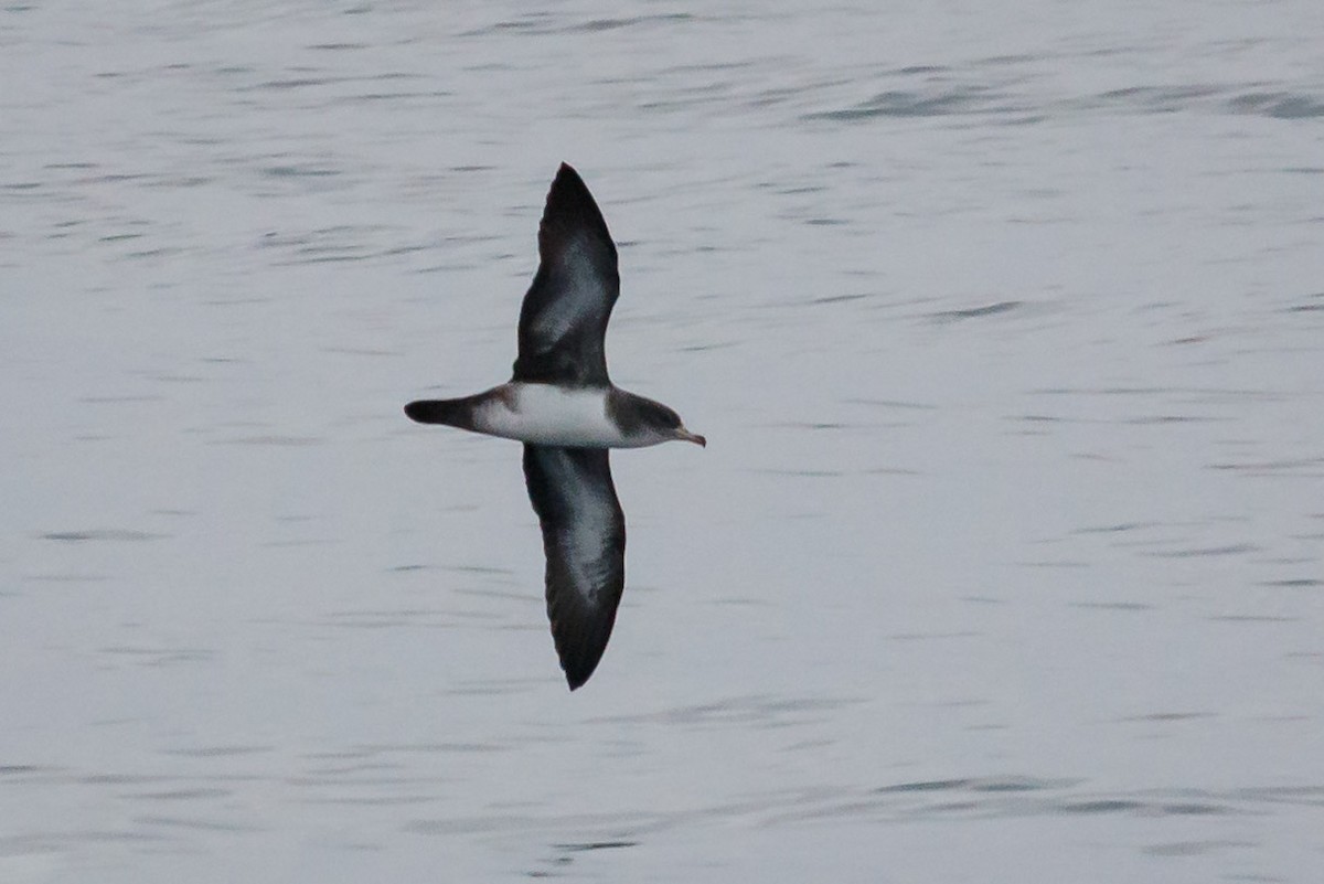 Puffin à pieds roses - ML176274091