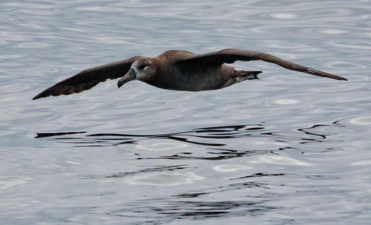 Black-footed Albatross - ML176274401