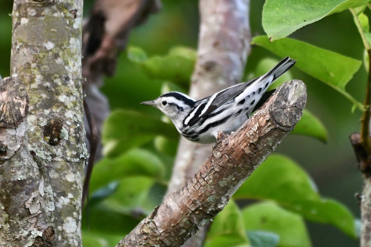 Black-and-white Warbler - ML176274461