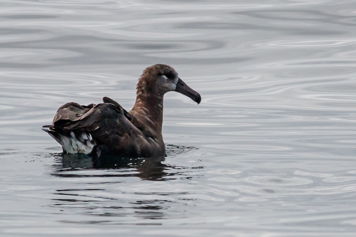 Black-footed Albatross - ML176274471