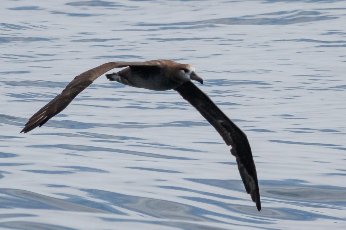 Black-footed Albatross - ML176274581