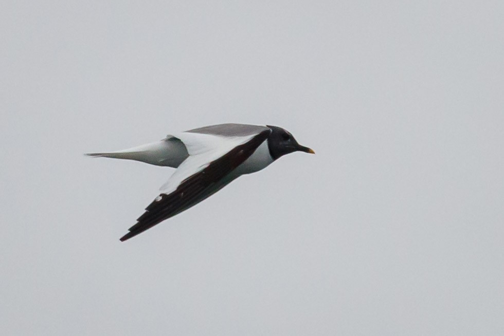 Sabine's Gull - Carole Rose