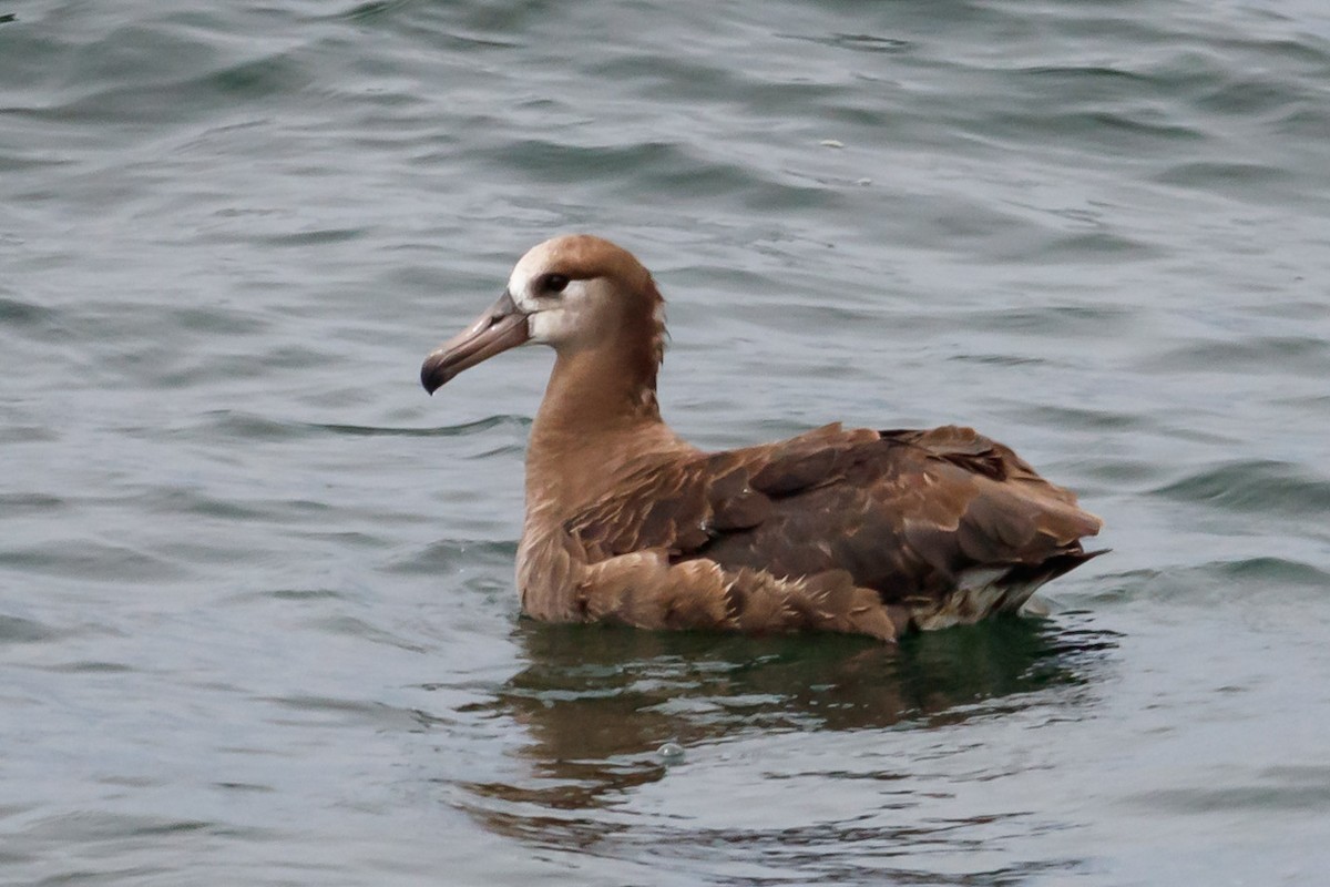 Black-footed Albatross - ML176275001