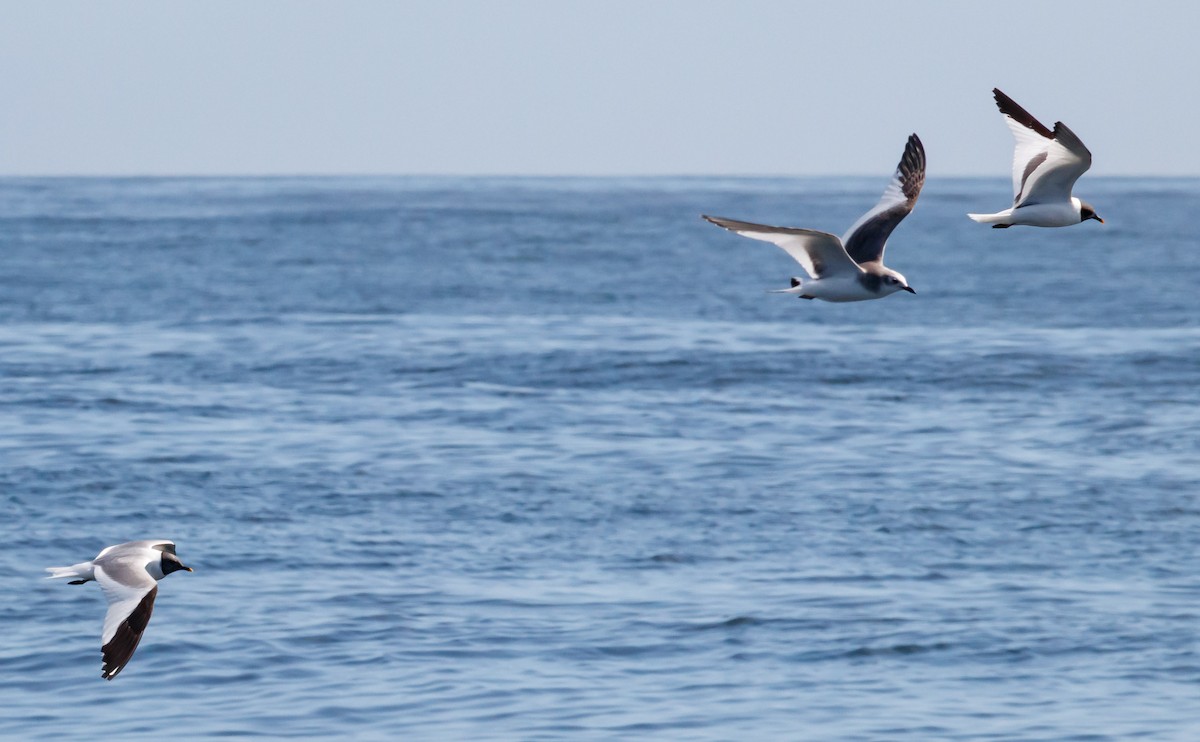 Sabine's Gull - ML176275061