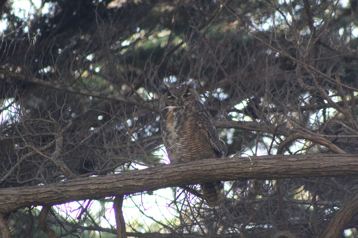 Great Horned Owl - Cédric Duhalde