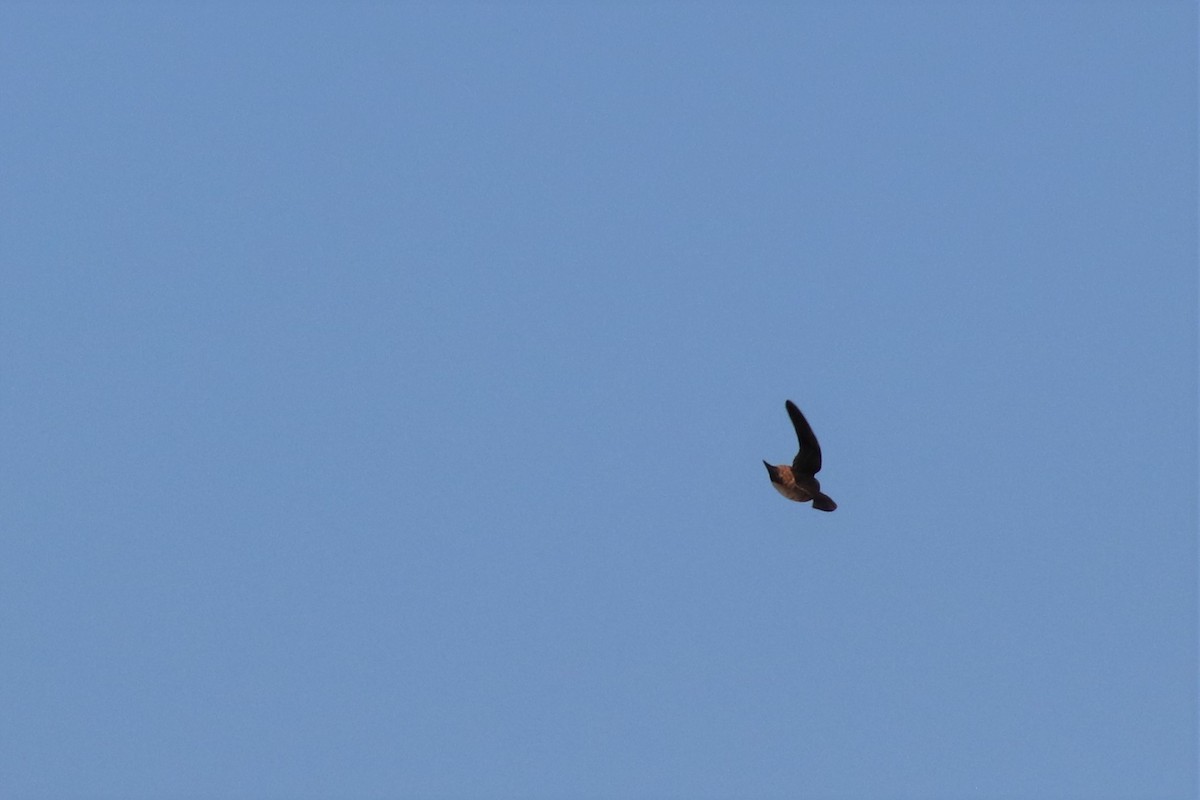 Cliff Swallow - ML176276491