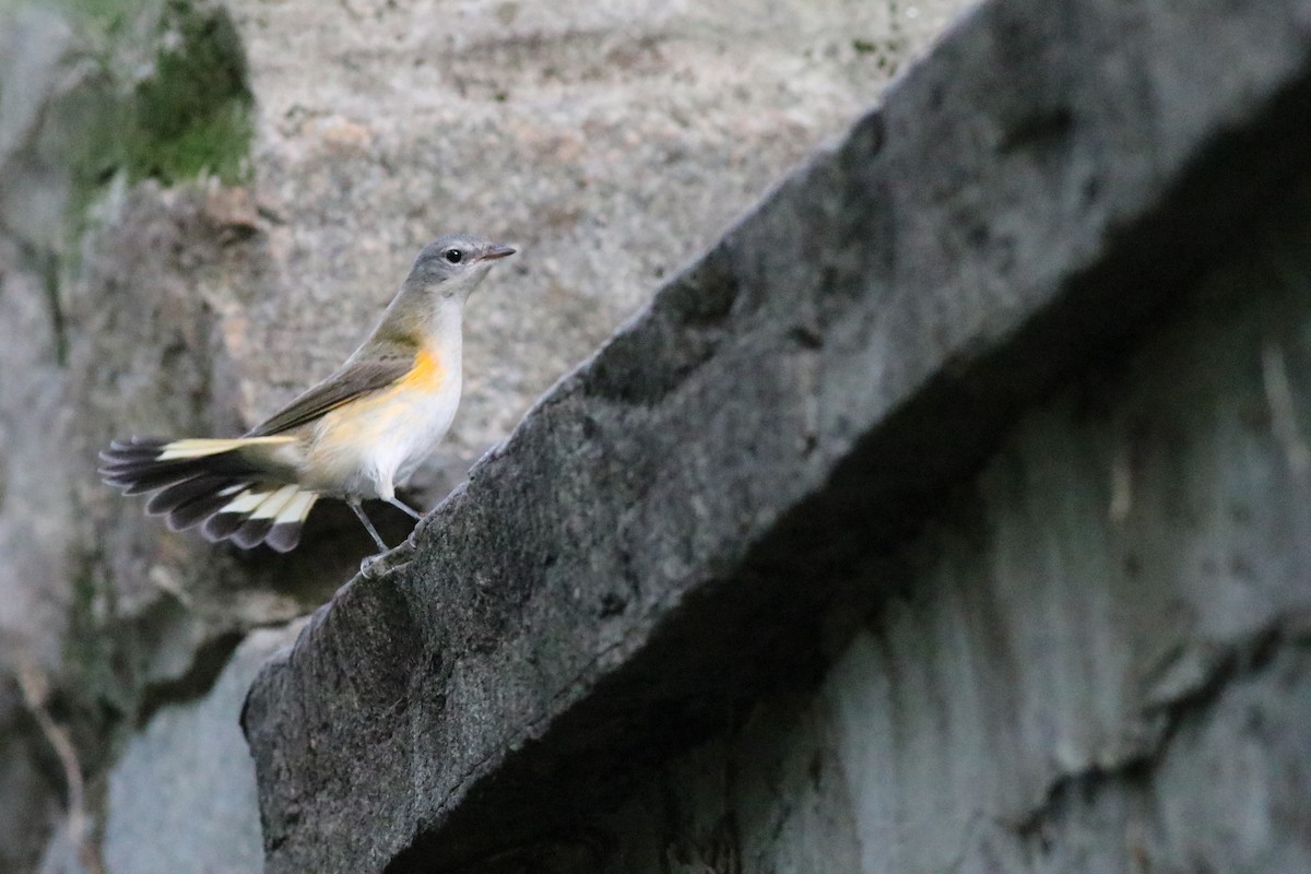 American Redstart - ML176276791