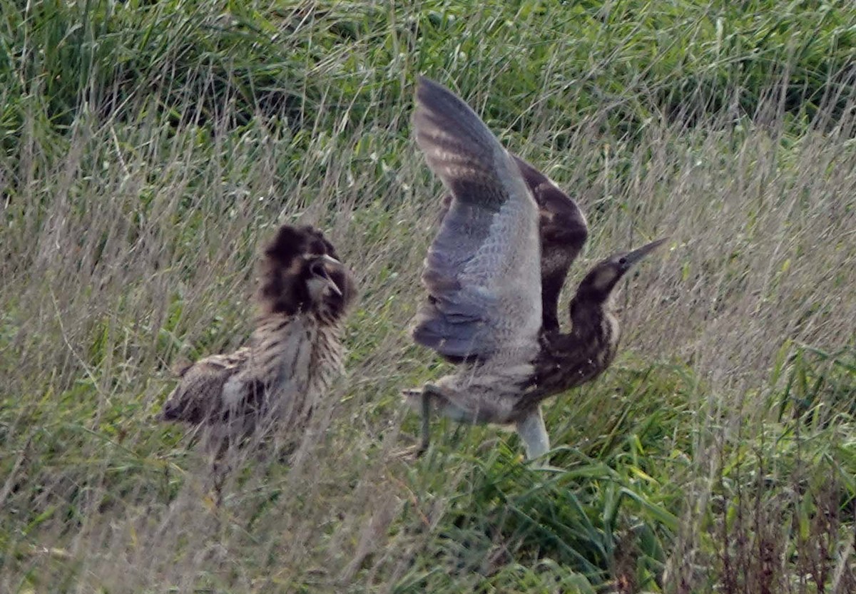 Australasian Bittern - Susie Lycett