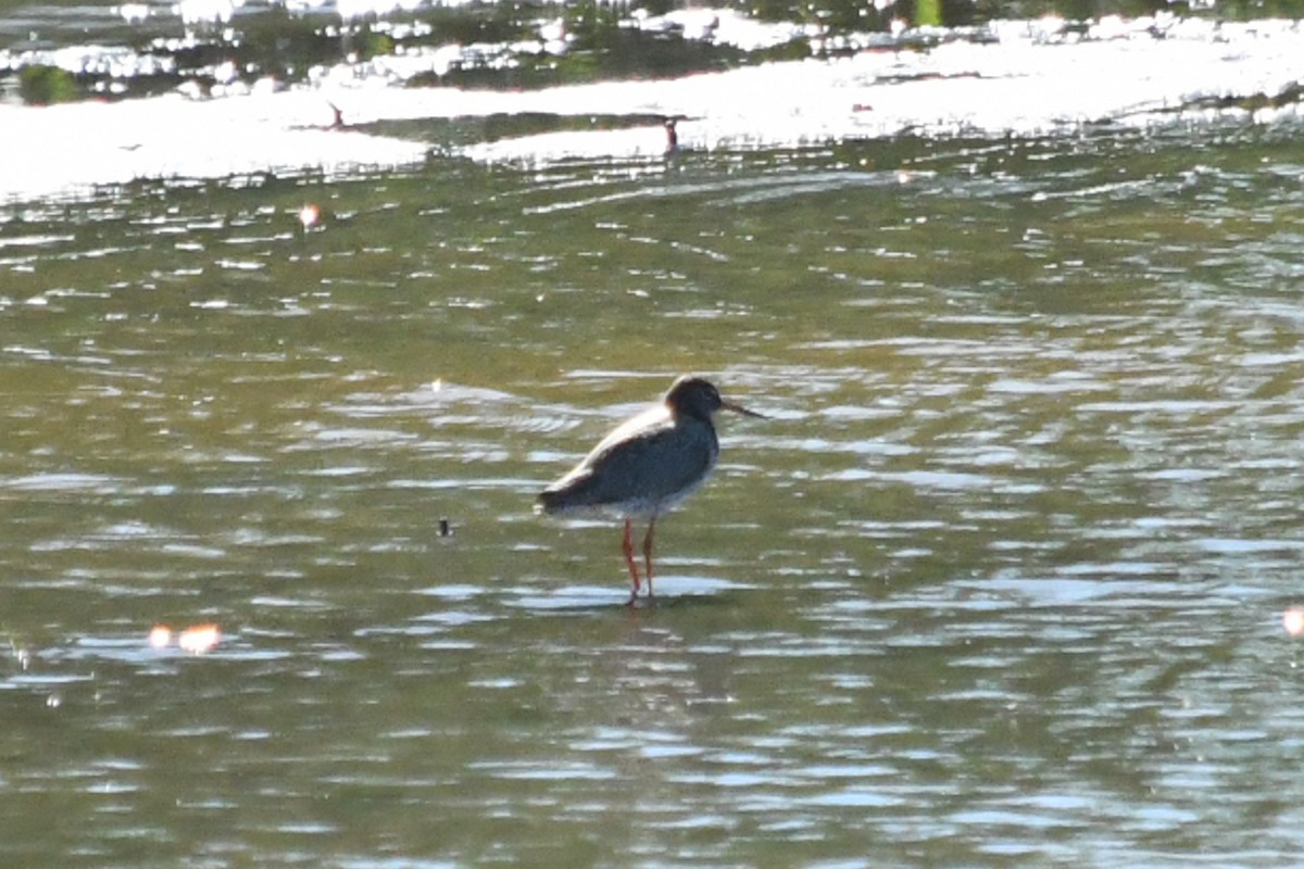 Common Redshank - ML176277331