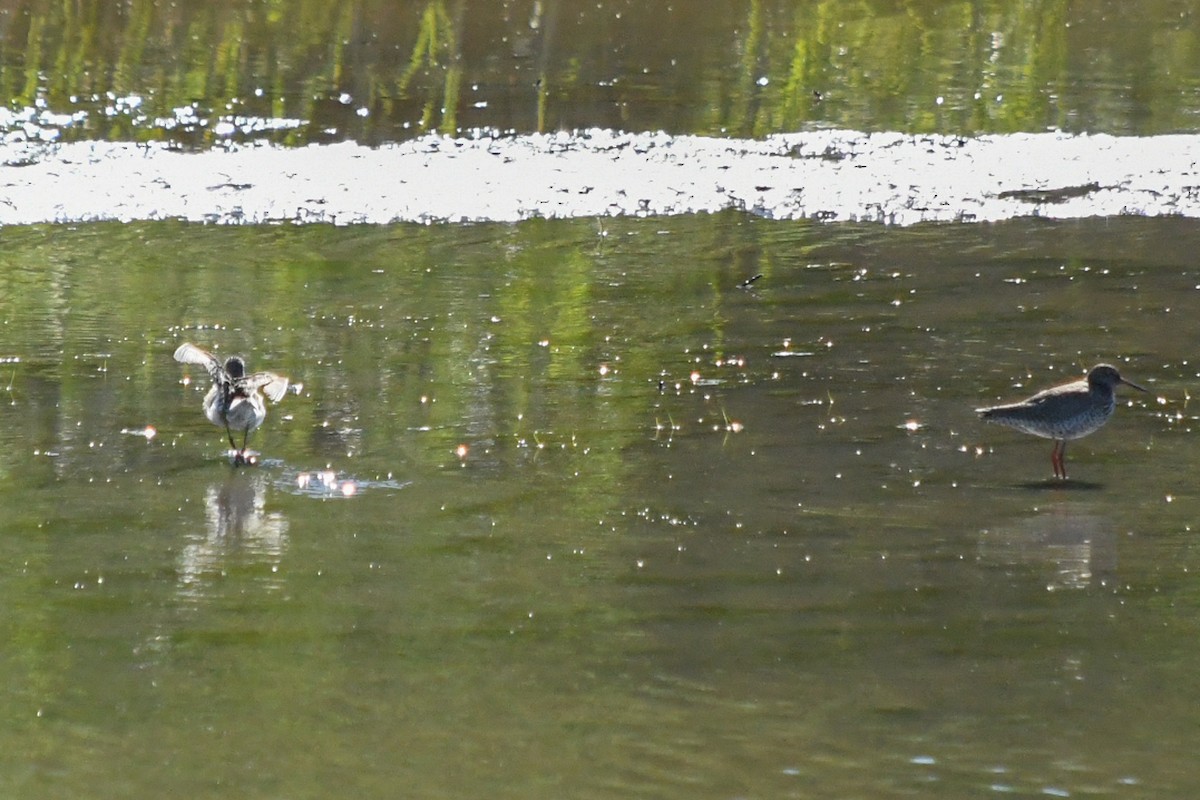 Common Redshank - ML176277641