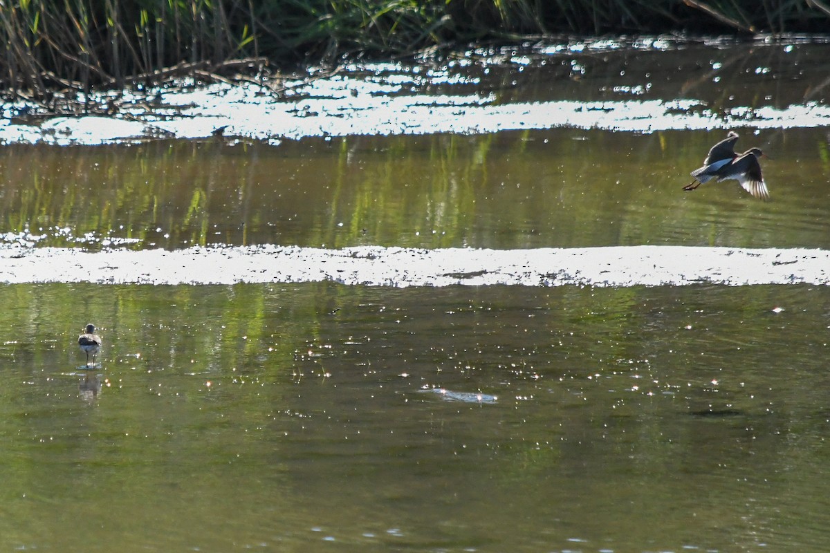 Common Redshank - ML176277651