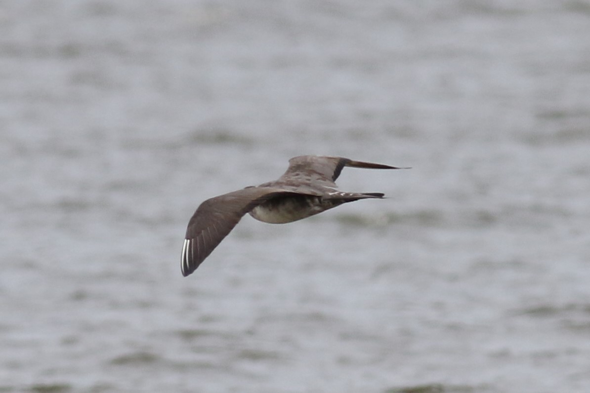 Long-tailed Jaeger - ML176278641