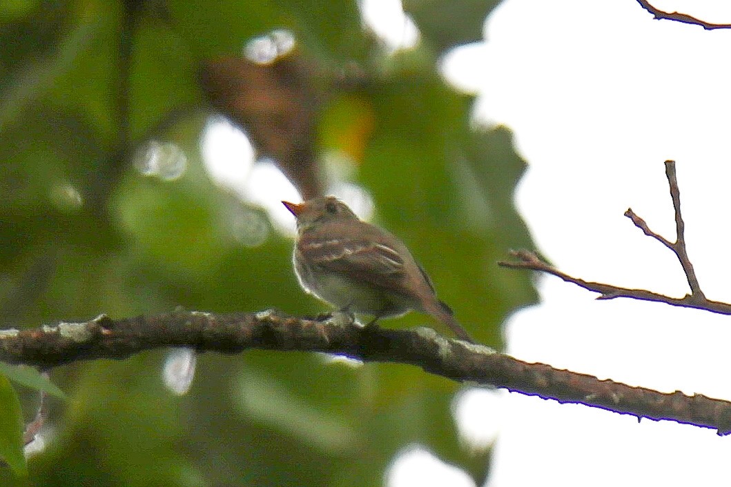 Yellow-bellied Flycatcher - Anthony Macchiarola