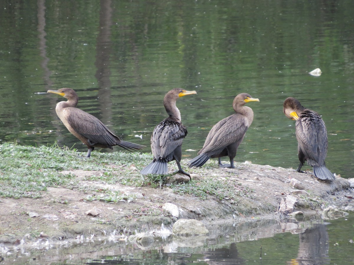 Double-crested Cormorant - Bill Nolting