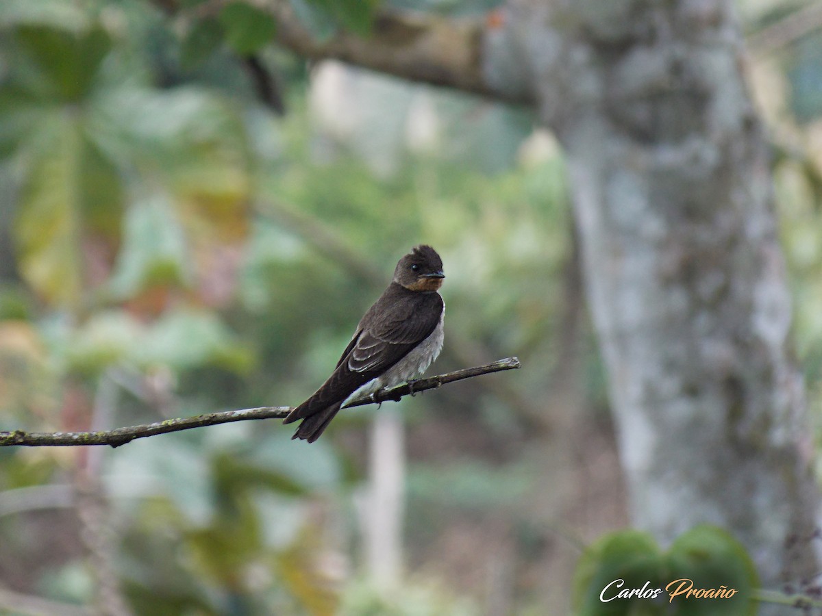 Southern Rough-winged Swallow - Carlos Proaño