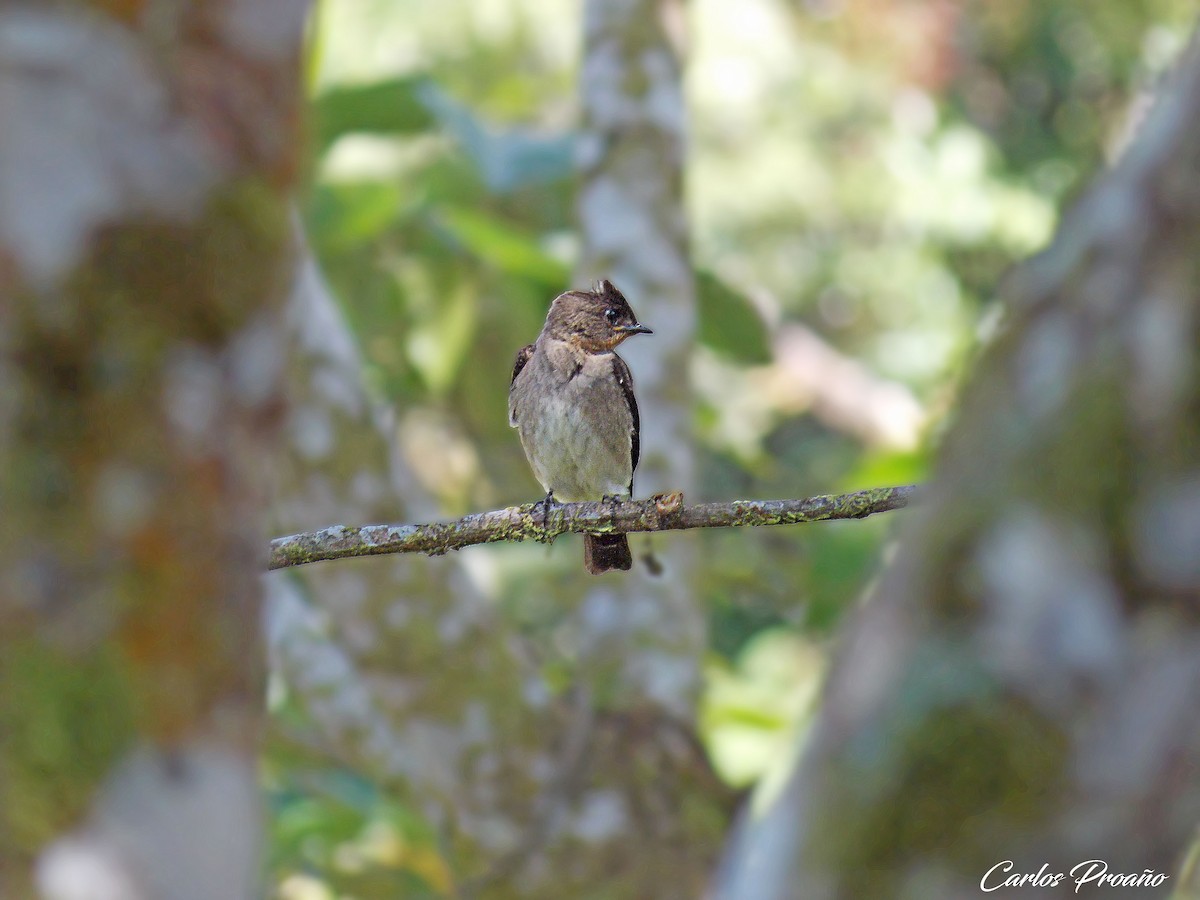Southern Rough-winged Swallow - Carlos Proaño