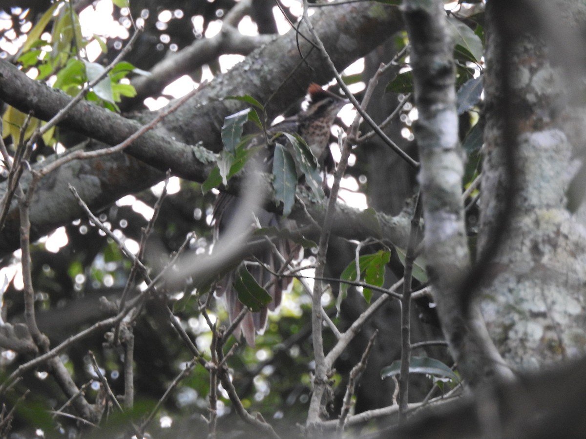 Pheasant Cuckoo - Edelweiss  Enggist
