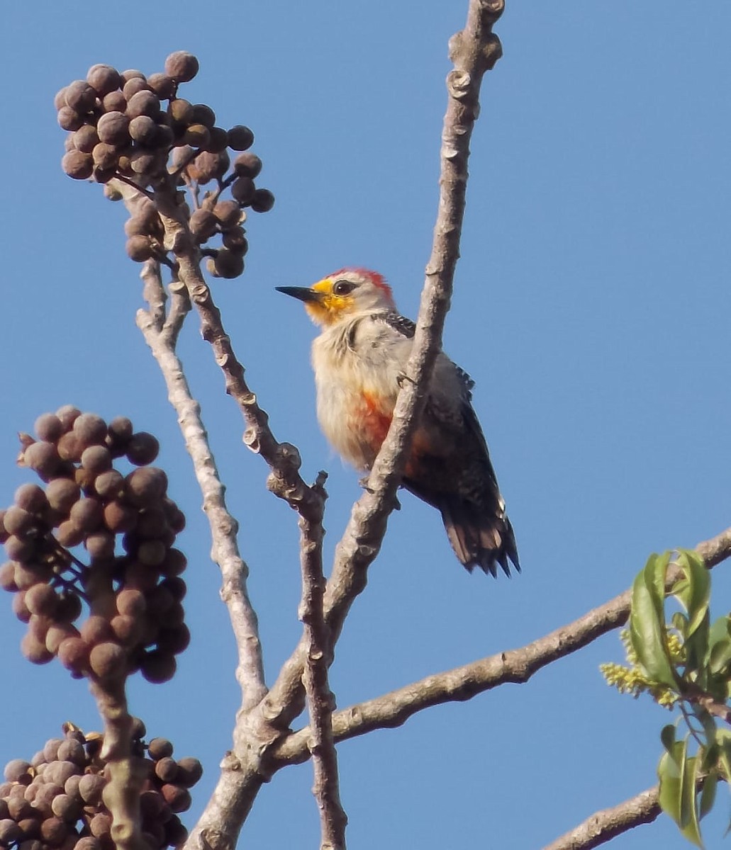 Yucatan Woodpecker - ML176286121