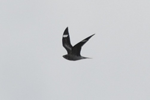 Common Nighthawk - ML176287931