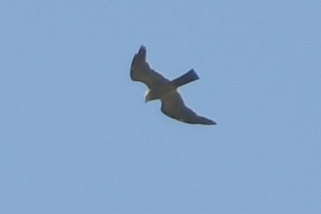 Mississippi Kite - ML176288371