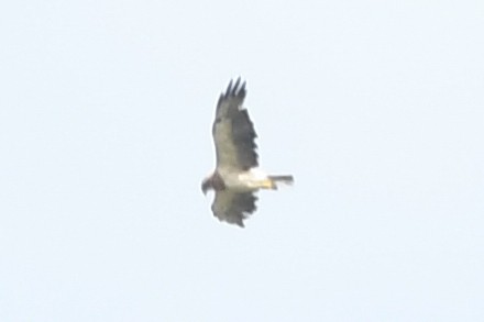 Swainson's Hawk - josh Ketry