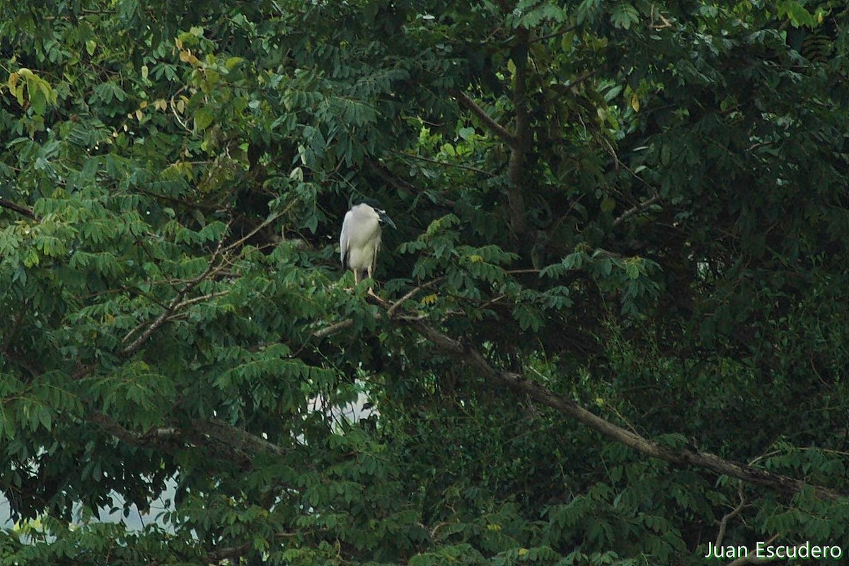 Black-crowned Night Heron - ML176292941