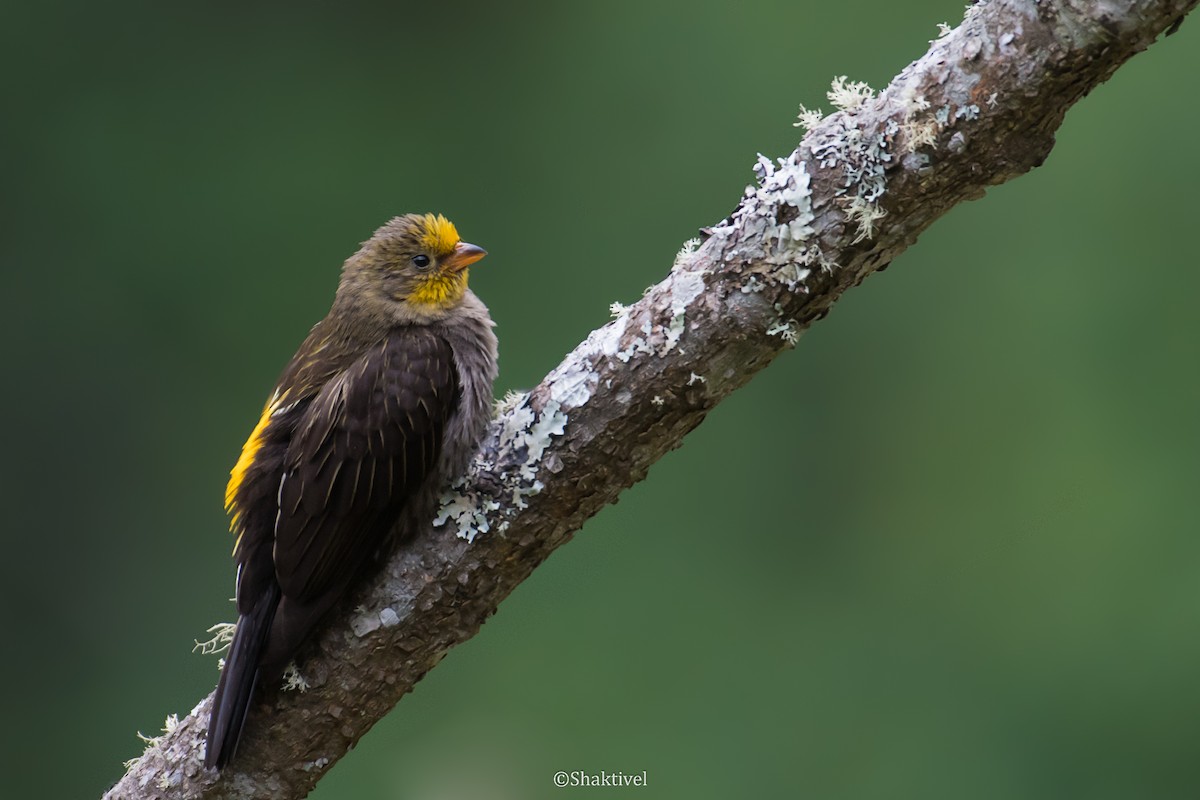 Yellow-rumped Honeyguide - Shakti - Tribesmen.in