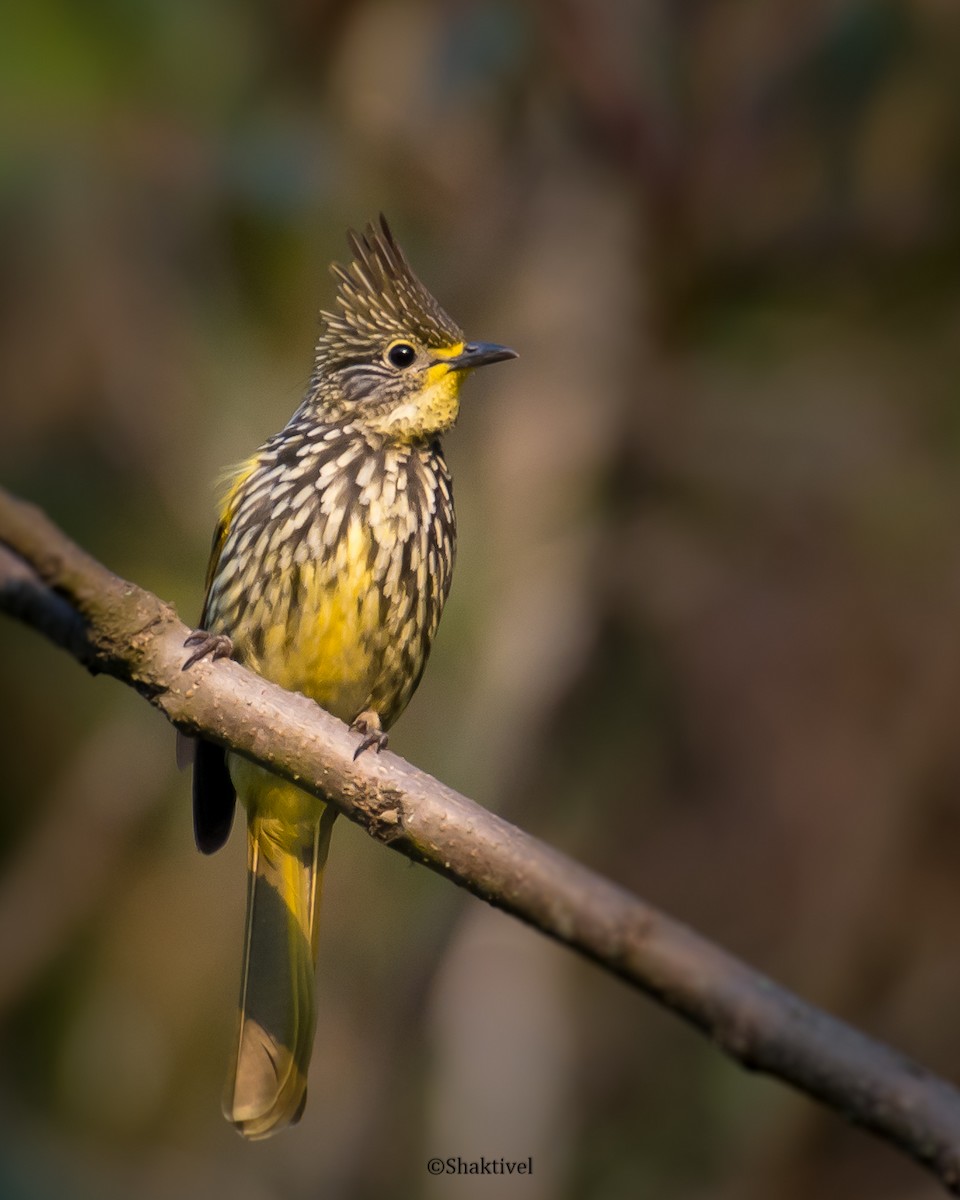 Striated Bulbul - ML176293351