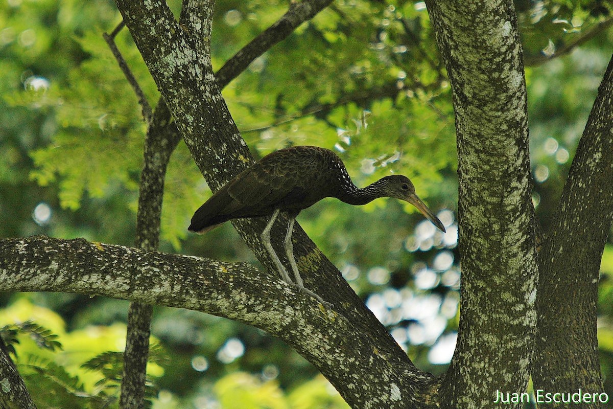 Limpkin - ML176294671