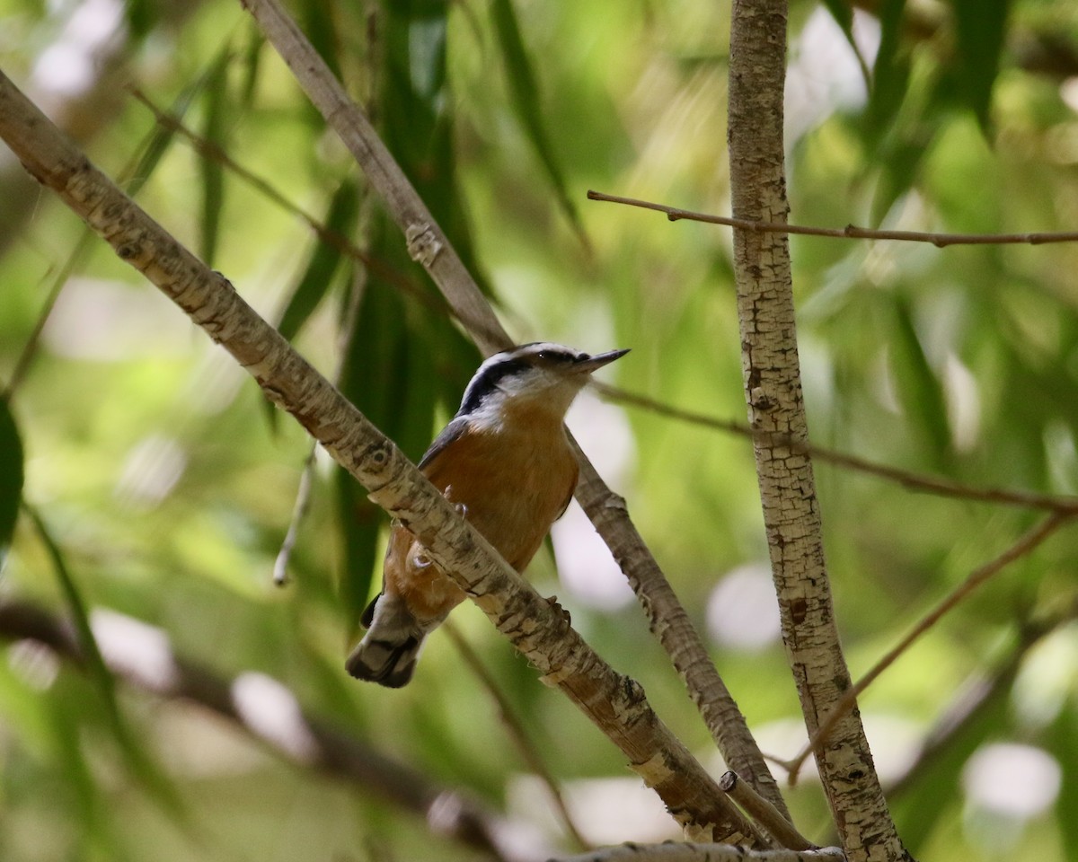 Red-breasted Nuthatch - ML176295311
