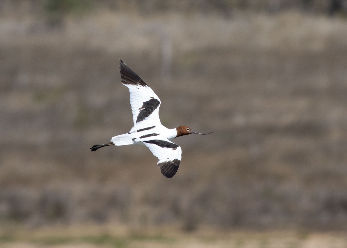 Red-necked Avocet - Stephen Murray